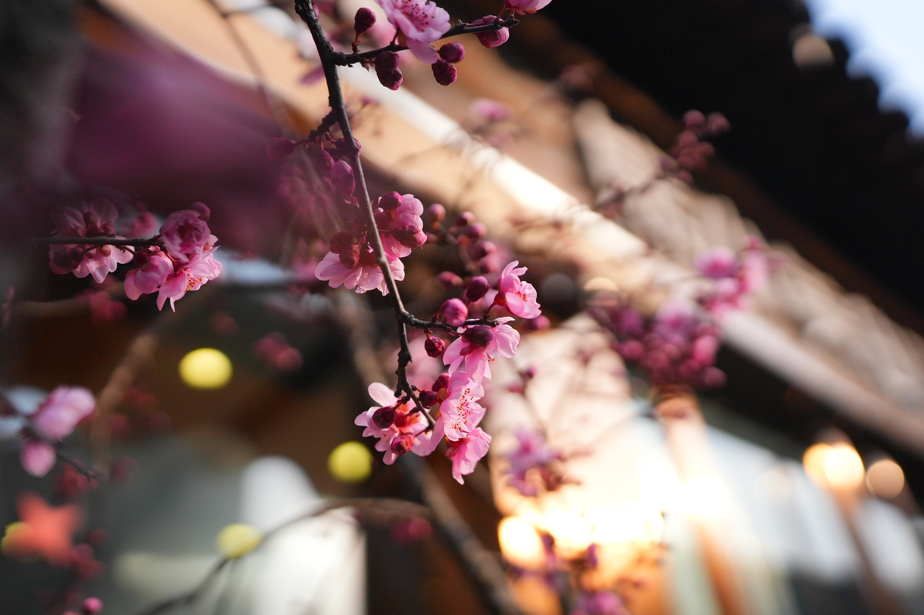 Spring trouble: back to the dragon nest plum blossom in full bloom, Xuzhou appreciation of plum attractions really many